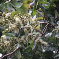 Corymbia torelliana (F.Muell.) K.D.Hill & L.A.S.Johnson